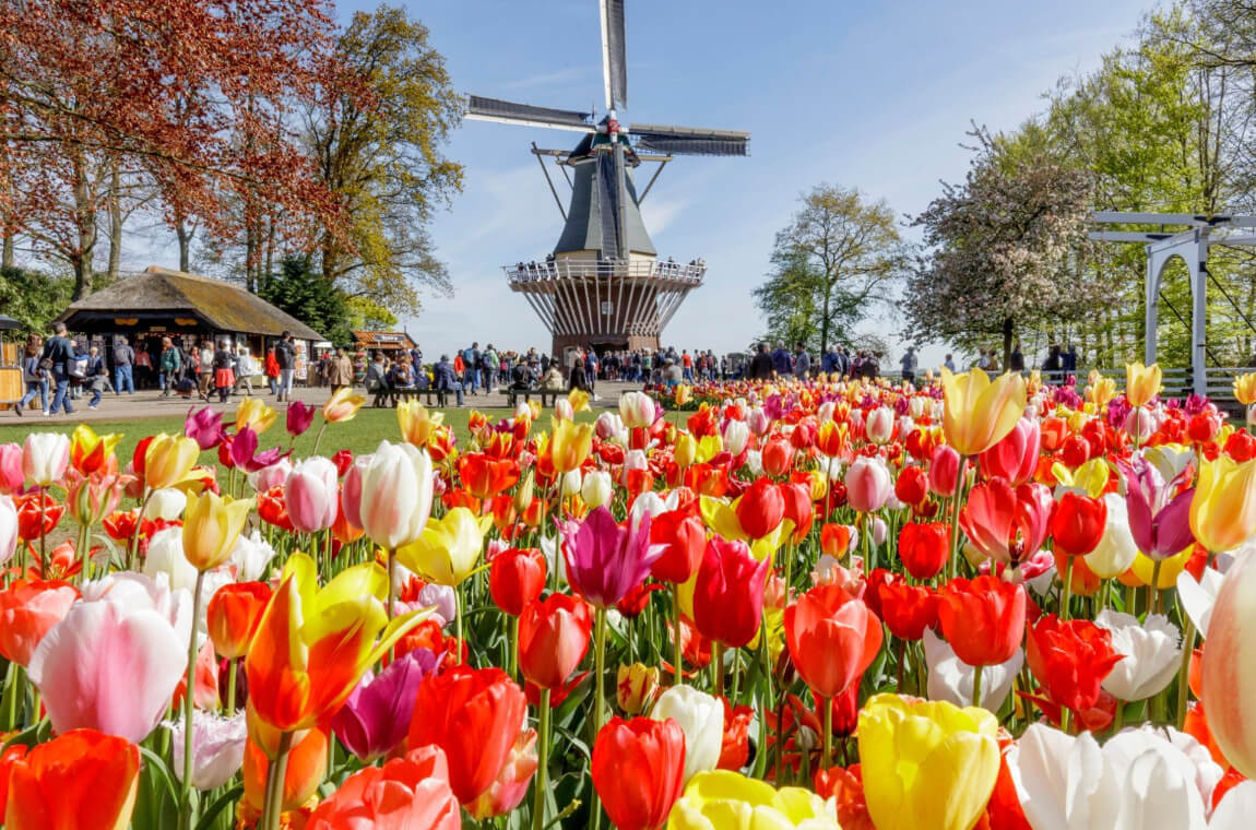 Картинка кекенкоф 